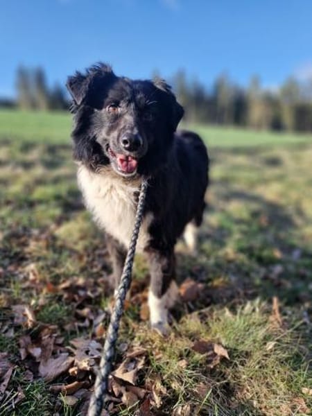 Jimmy - sanftmüdig 🍀