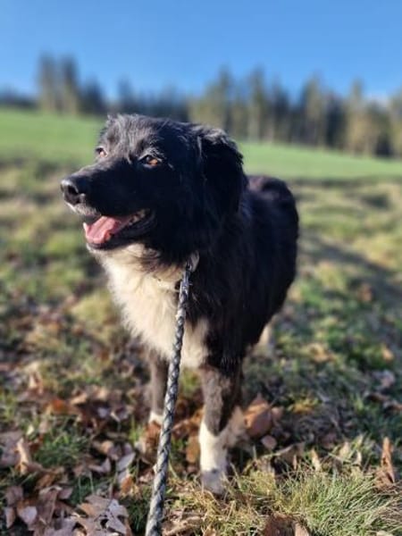 Jimmy - sanftmüdig 🍀