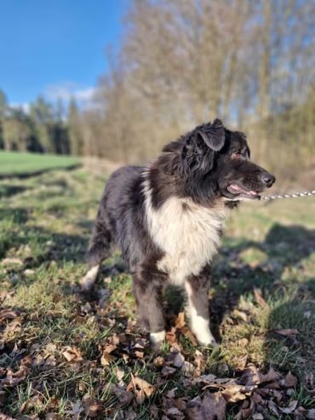 Jimmy - sanftmüdig 🍀