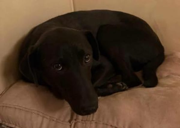 LINUS, unsicherer Schatz sucht Zuhause!