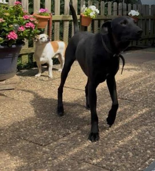 LINUS, unsicherer Schatz sucht Zuhause!