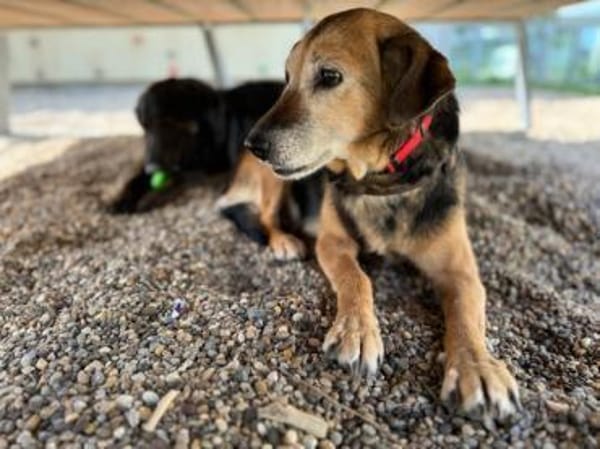 LIZI, freundlich, lieb und genügsam