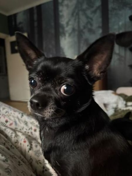 Chihui eine Zuckerschnute