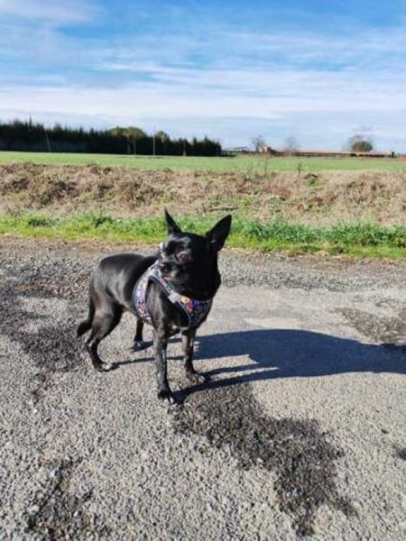 Chihui eine Zuckerschnute