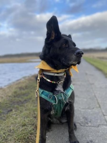 Bonnie sucht ein liebes Heim