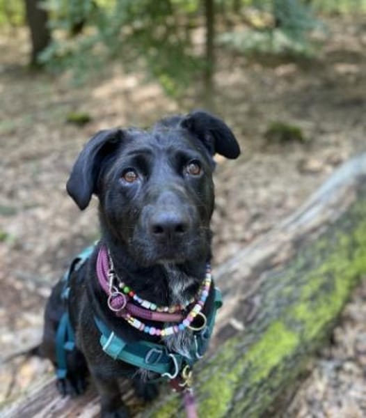 Bonnie sucht ein liebes Heim