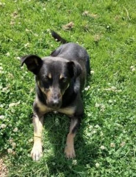 Santana (Dia) 50 cm (Pflegestelle)