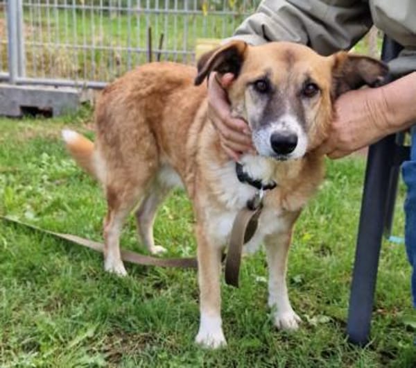 Violet - entspannt und verträglich, in D