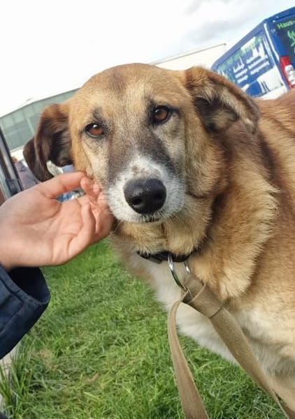 Violet - entspannt und verträglich, in D