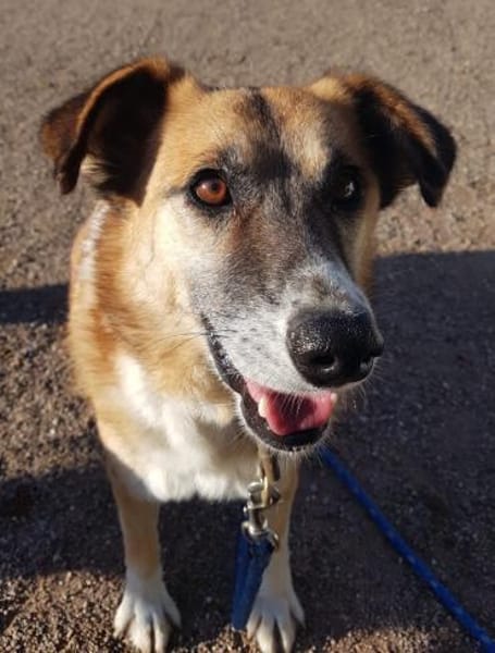 Violet - entspannt und verträglich, in D