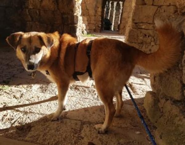 Violet - entspannt und verträglich, in D