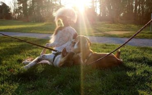Mica - ein echtes Juwel auf 4 Pfoten