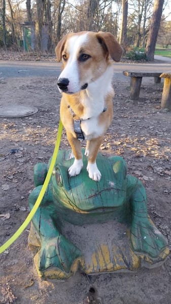 Mica - ein echtes Juwel auf 4 Pfoten