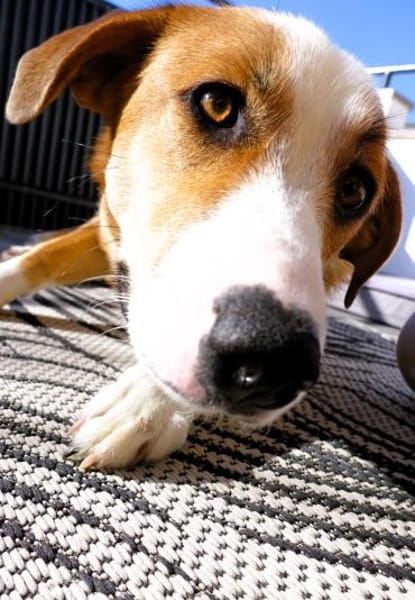 Mica - ein echtes Juwel auf 4 Pfoten