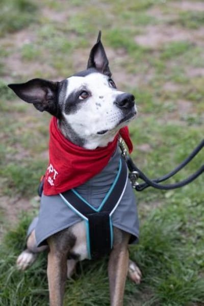 Tilda sucht ihr Zuhause