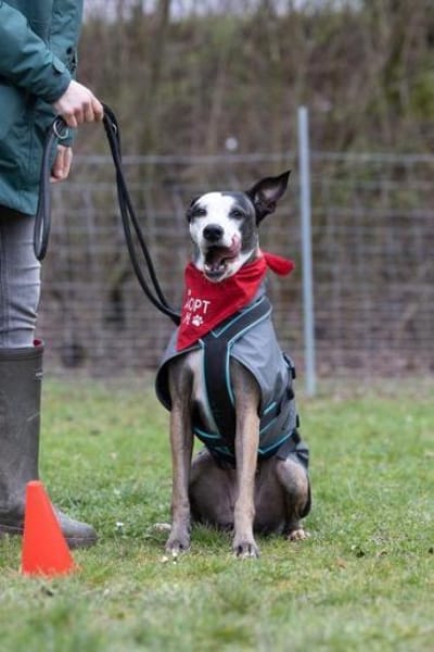 Tilda sucht ihr Zuhause