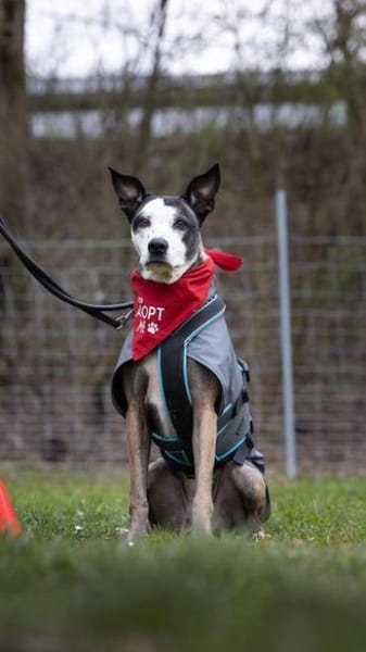 Tilda sucht ihr Zuhause