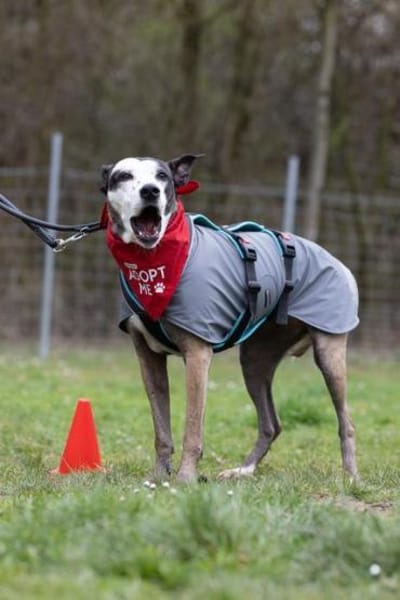 Tilda sucht ihr Zuhause