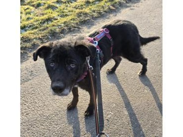 Monalisa - wartet in 38446 Wolfsburg