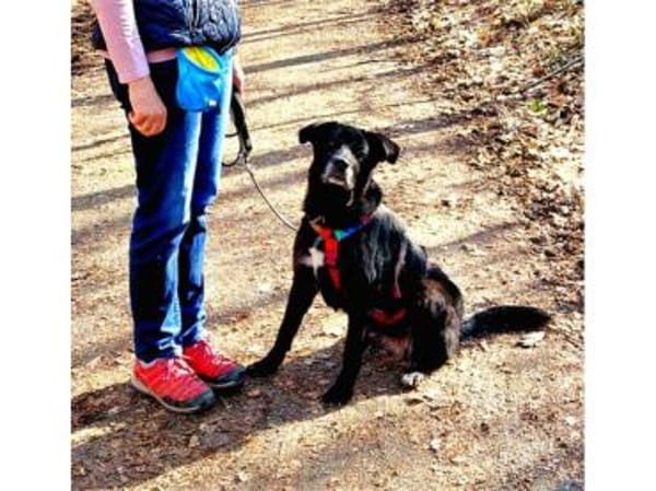 Monalisa - wartet in 38446 Wolfsburg