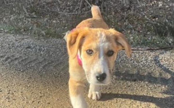 Wer verliebt sich in Chipsy?