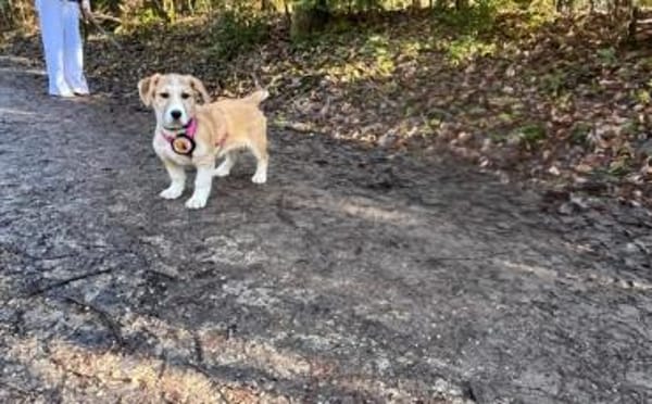 Wer verliebt sich in Chipsy?