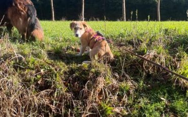 Wer verliebt sich in Chipsy?