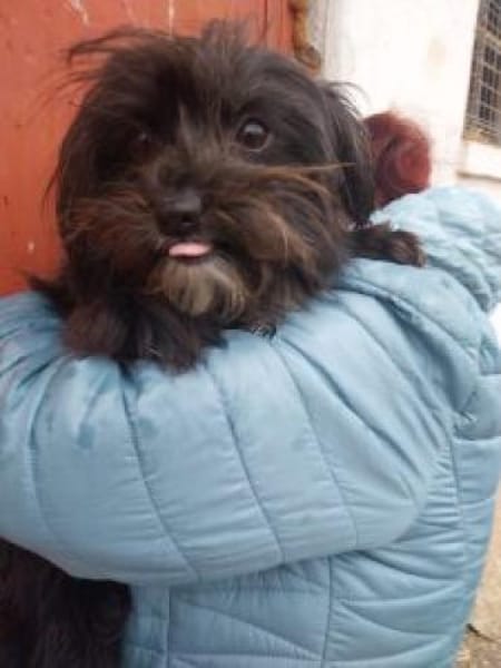 Stine 33 cm (Pflegestelle)