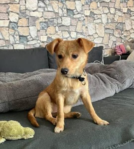 Kleine niedliche Merry