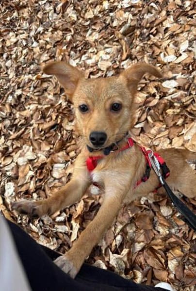 Kleine niedliche Merry