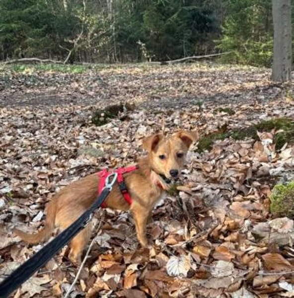 Kleine niedliche Merry