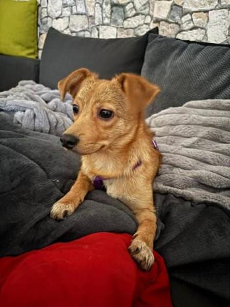 Kleine niedliche Merry