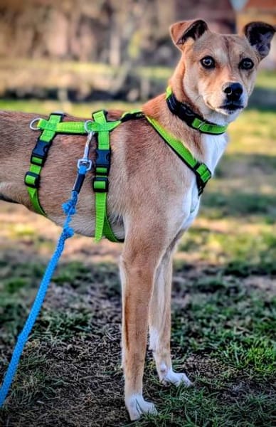 SALVIA  Familienanschluss gesucht