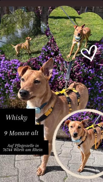 SALVIA  Familienanschluss gesucht