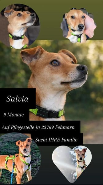 SALVIA  Familienanschluss gesucht