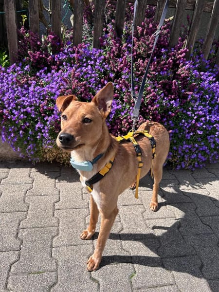 SALVIA  Familienanschluss gesucht