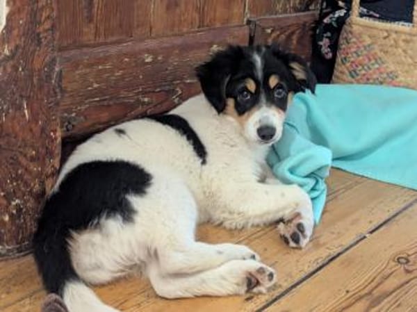 Süße Aida sucht Zuhause