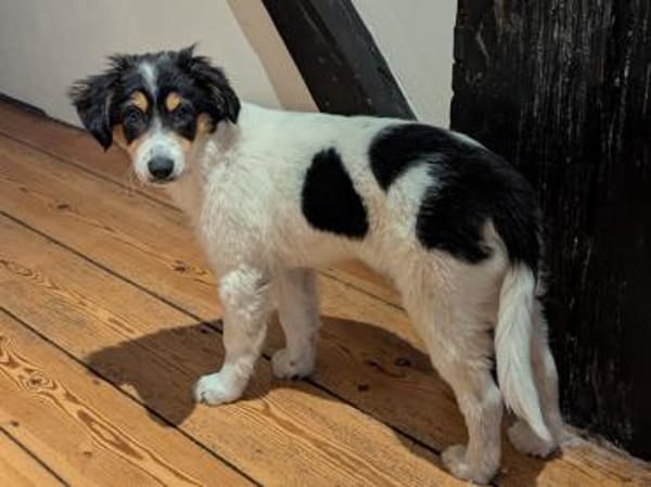 Süße Aida sucht Zuhause