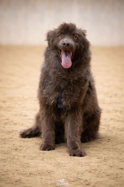 ARNE jetzt auf PS in 50170 Kerpen, NRW