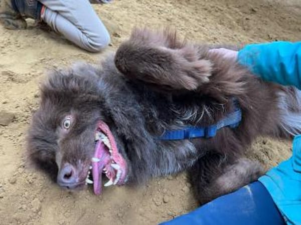 ARNE jetzt auf PS in 50170 Kerpen, NRW