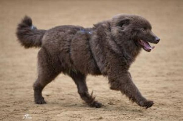 ARNE jetzt auf PS in 50170 Kerpen, NRW