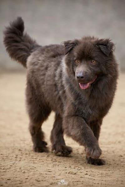 ARNE jetzt auf PS in 50170 Kerpen, NRW