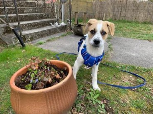 Möchten Sie Augusto ein Zuhause geben?