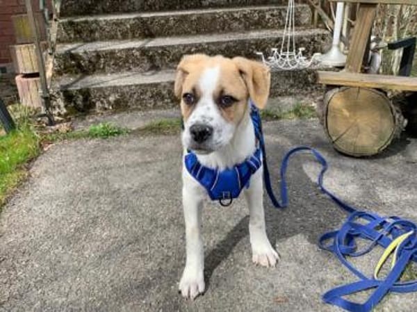 Möchten Sie Augusto ein Zuhause geben?