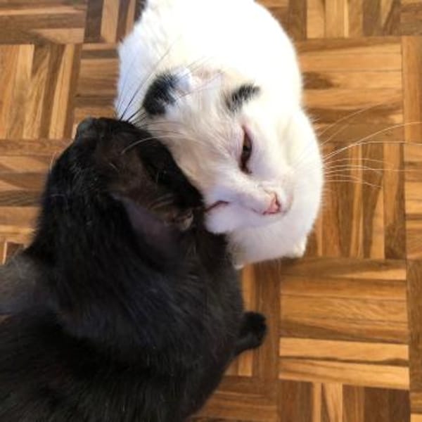 Fiona - zarte Kämpferin