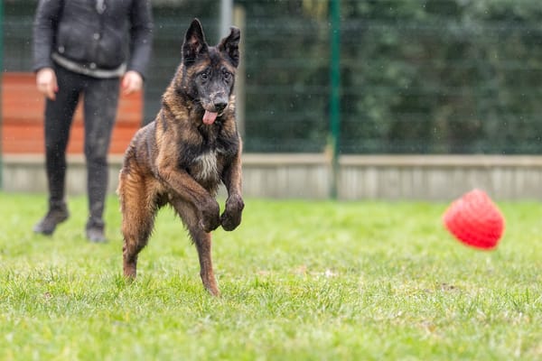 LEON (réservé) OAA19185