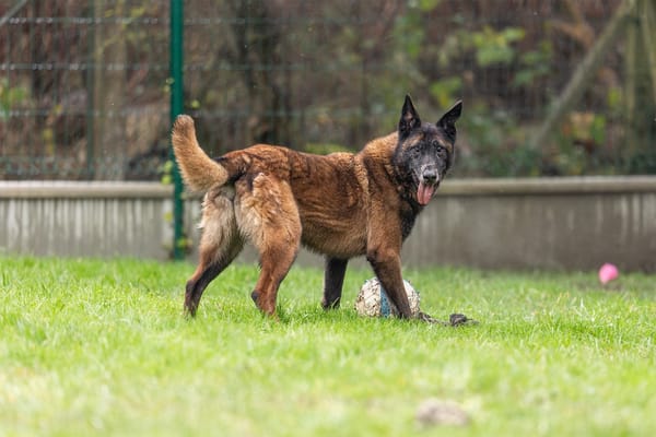 LEON (réservé) OAA19185