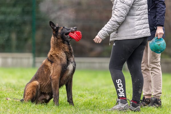 LEON (réservé) OAA19185