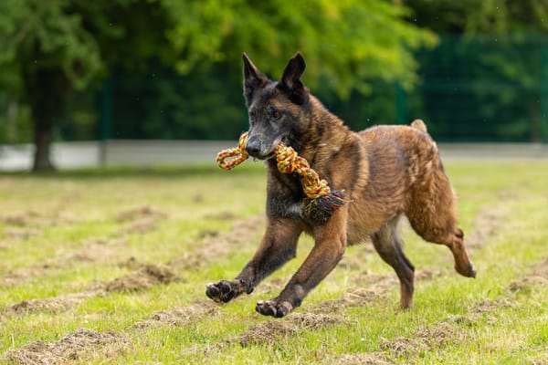 LEON (réservé) OAA19185