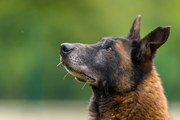 LEON (réservé) OAA19185